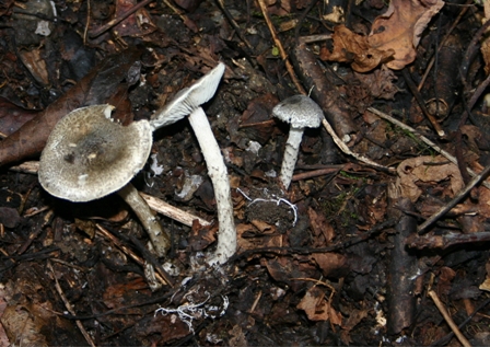 Lepiota (cfr. Lepiota grangei/L.griseovirens)